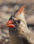 Northern Cardinal 